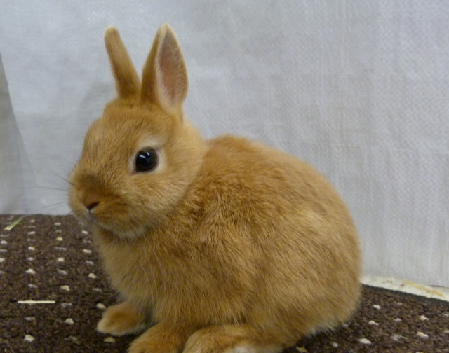 brown netherland dwarf rabbit